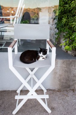 A very beautiful cat sits on a bar stool on the terrace of the restaurant. Homeless cats, homeless animals in a resort town