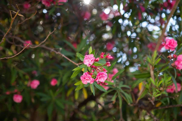 Hermosas Flores Rosadas Begonville Europa Plantas Mediterráneas Jardín — Foto de Stock