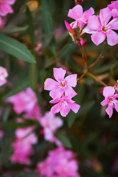 Beautiful Pink Flowers Begonville Europe Mediterranean Plants Garden — Photo