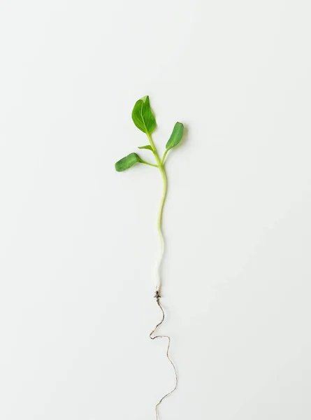 Σπορόφυτα Μικρού Πιπεριού Πράσινα Σπορόφυτα Απομονωμένα Λευκό Φόντο Τραβηγμένα Από — Φωτογραφία Αρχείου