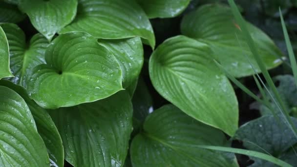 Drops Morning Dew Rain Falling Natural Green Leaves Plants Close — Stock Video