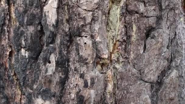 Bark Brown Wood Close Pohon Pinus Tua Yang Hangus Dengan — Stok Video