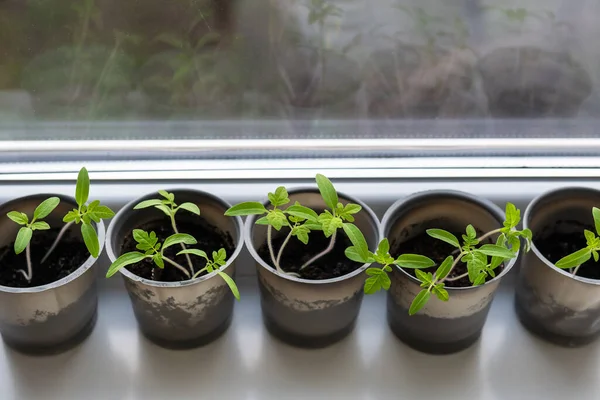A plastic cup with soil in which young green tomatoes are placed for seedlings. Young seedlings stand near the window on the windowsill