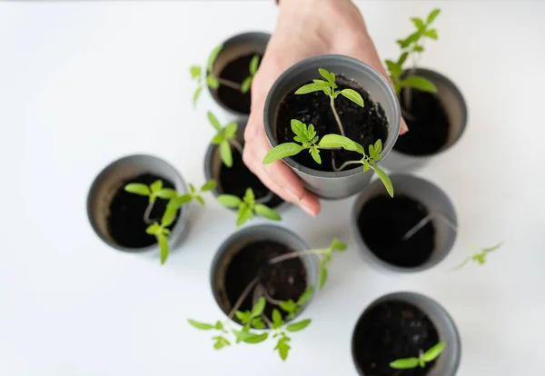 Una Taza Plástico Con Tierra Que Colocan Tomates Verdes Jóvenes — Foto de Stock