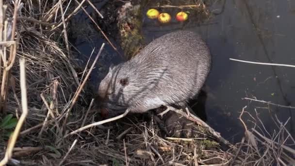 Grey Adult Nutria Eats Apple Holding Its Paws Pond Coypu — Stock Video