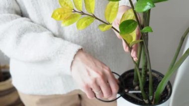 Kız elleri sarı zamioculcas dalını makasla kesmiş. Profesyonel kadın çiçekçi ev çiçeklerinin yapraklarıyla kurumuş dalları kesiyor. Ev bitkisi bakım konsepti. Kapalı alandaki bitkilerin önlenmesi