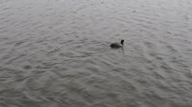 Avrasya yaban ördeği kuşu suda yüzer. Fulica atra, ya da bilinen adıyla Avustralya ördekgiller (Rallidae) familyasından bir kuş türü. Avrupa, Asya, Avustralya, Yeni Zelanda 'da bulunur.