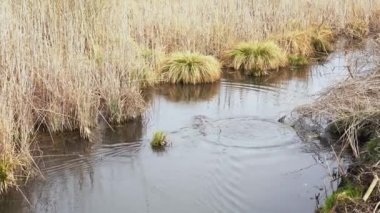 Vahşi yarı su coypu, güneşli bir günde kuru sazlıkların yakınında bataklık bir ortamda yüzer. Baharın başında nehirde yüzen gri miyocastor coypus. Doğal ortamında su hayvanının içinde süzülen 4k