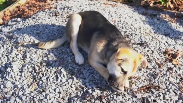 Anjing Muda Ceria Dengan Tulang Terletak Pada Tumpukan Puing Puing — Stok Video
