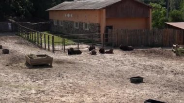 Bir grup antilop sıcak bir yaz gününde yerde yatar ve kuyruklarıyla sinekleri kaçırır. Kahverengi Afrikalı, hayvanat bahçesinin ağılında tek ayak parmaklı, düzensiz bir istirahat. Hayvanları esir tutmak. 4k