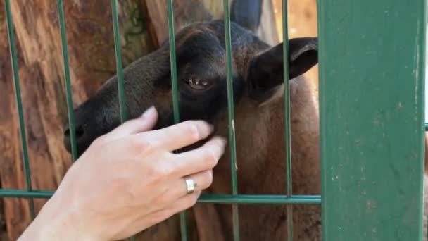 結婚指輪をしている女の子の手は ペット動物園のバーを通ってかわいい茶色の羊を閉じます 若い女性がパットし 接触動物園のパドックで動物園の動物を頭を引っかきます — ストック動画