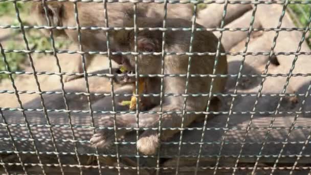 Monkey Eats Banana Zoo Cage Gets Leaves Barbary Macaque Also — Stock Video