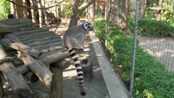 Hayvanat Bahçesindeki Halka Kuyruklu Lemur Lemur Catta Büyük Bir Strepsirren — Stok video
