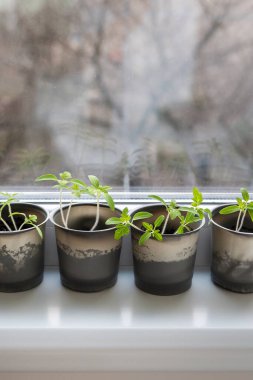 Evdeki pencere eşiğinde sebze yetiştirmek, penceredeki plastik bardaklarda genç domatesler. Sağlıklı tohumlar, hobi olarak bahçıvanlık. Dikey fotoğraf