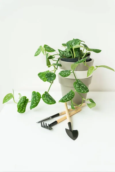 Epipremnum Scindapsus Stem Cuttings Pot Preparing Transplanting Home Gardening Hobby — Stock Photo, Image