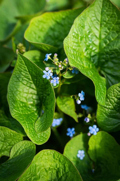 Unforgettable Macro Flower Bright Green Leaves Sun Blue Flowers Green — Stock Photo, Image