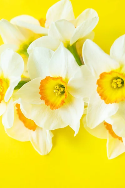 Ramo Narcisos Color Blanco Brillante Amarillo Sobre Fondo Amarillo Con —  Fotos de Stock