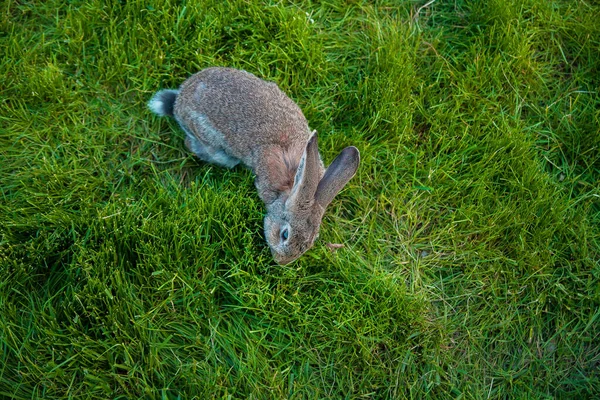 庭で一匹のウサギが草を食べる — ストック写真