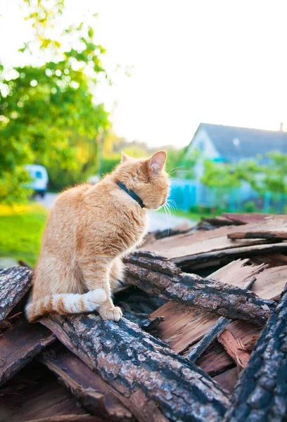 Red Haired Cat Sitting Summer Wood — Stock Photo, Image