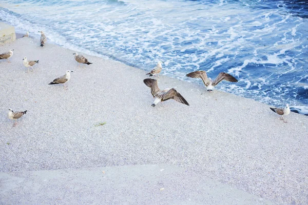 Young Girl Feeding Flock Seagulls Sun Summer Sea — Stock Photo, Image