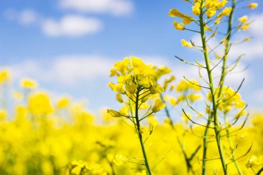 Güzel mavi gökyüzü olan güzel sarı kolza tohumu tarlası. Biyoyakıt konsepti. Görüntü, bir yazı için yer