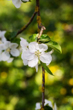 Bulanık bir bahçeye karşı elma dalında güzel beyaz çiçekler. Bahar, çiçek, dikey fotoğraf