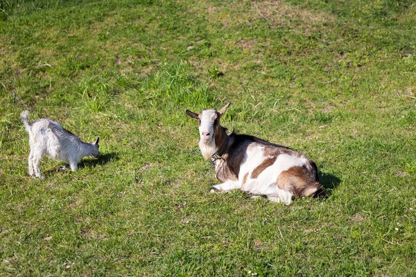 Забавні Кози Стоять Серед Зеленого Поля Пасуть Тваринам Сільська Економіка — стокове фото