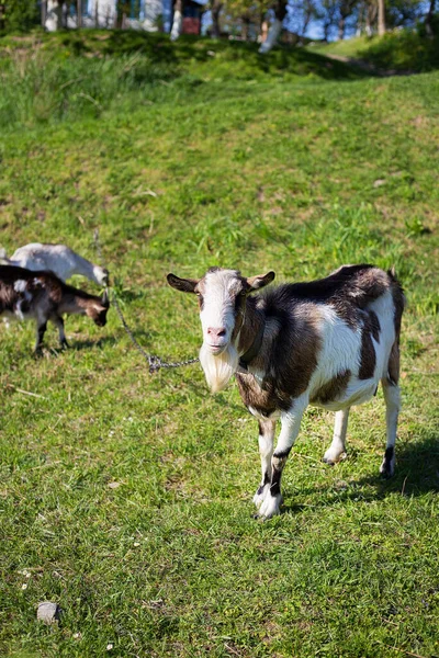 Funny goats standing among the green field, animal grazing. Rural economy. Mom and child. Looking into the camera