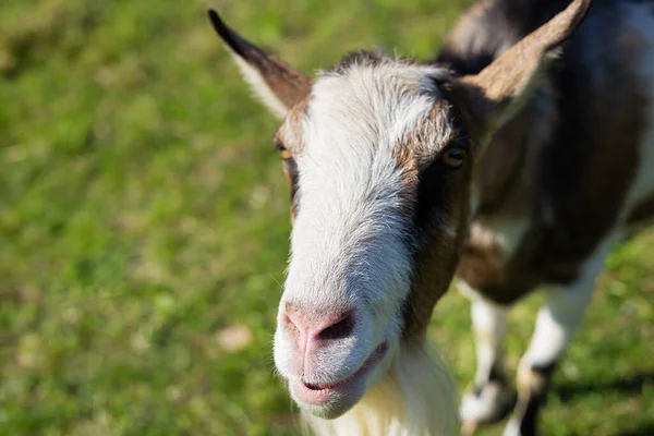 stock image The goat looks into the camera, the goat stands among the green field, grazing the animal. Rural economy. Close-up