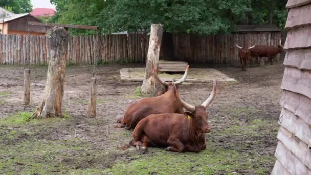 Güneşli Bir Yaz Gününde Hayvanlar Için Ağıldaki Kahverengi Ankole Sığırları — Stok video