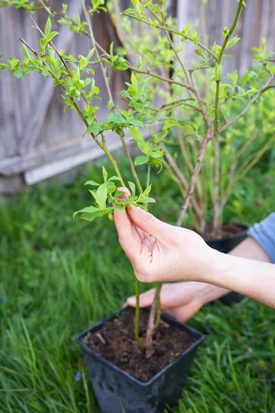 Plantando Nuevo Arbusto Arándanos Jardinería Gran Escala Deliciosa Baya Dulce — Foto de Stock