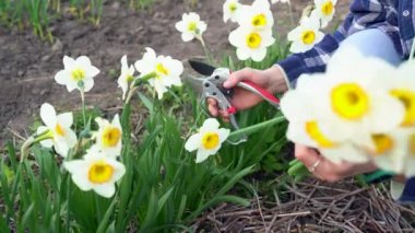 Bahçıvan kadın yaz bahçesinde çiçek budayarak çiçek kesiyor. Çiçek topluyor. Bir kız bahar çiçeklerini keser ve onlardan bir buket oluşturur. Çiçekli Narcissus. Yaklaş. 4k 25FPS içinde video