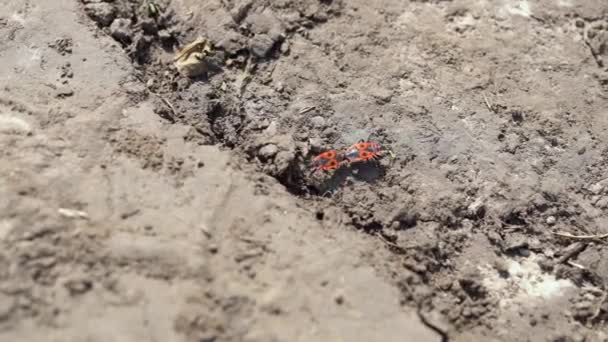 Two Red Firebugs Black Dots Intercourse Run Grey Sandy Ground — Stock Video
