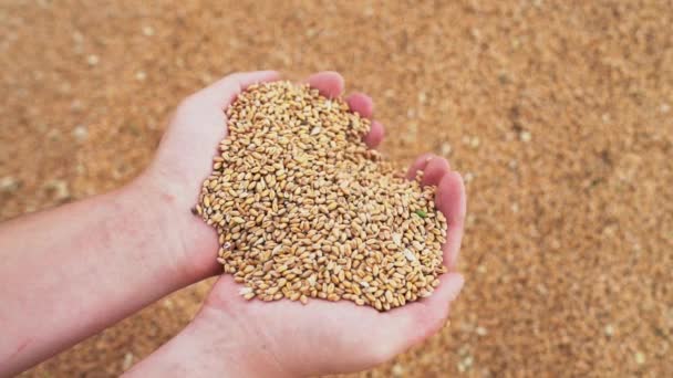 農家のヤシが切り取られ 小麦の粒がゆっくりと動きながらそれらを通って流出します 畑での夏の農業作業 農場での収穫 ライ麦 オート麦の全粒が山に注ぎました — ストック動画
