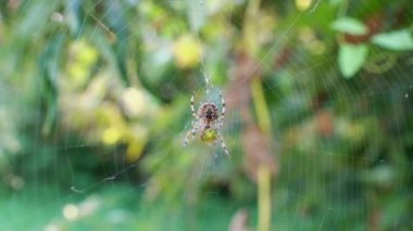 Avını yiyen büyük bir Araneus örümceği ormanda rüzgarda sallanan örümcek ağında sallanıyor. Keskin detayları ve bulanık bokeh yeşili arka planı olan bir makro video. Doğal ortamında küre ören örümcekler.