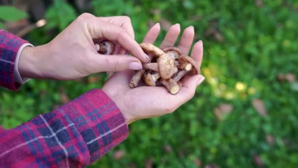 양지바른 초원에 버섯따는 소녀는 버섯을 손바닥 가까이에 놓는다 격자무늬 셔츠를 — 비디오