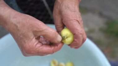 Bahçede oturan yaşlı kadın reçel yapmak için kayısı çekirdeğini çıkarır. Büyükanne, yaz günü kırsalda ziyafet için derisini şeftali ya da erikle yüzer. Yaşlı işçi elleri yakın.