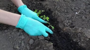 Mavi lateks eldivenli çiftçi kadın yere küçük filizler dikiyor ve gevşek toprağı dolduruyor. İnsan elleri tarladaki serada domates filizleri dikiyor. Çiftçilik ve ekme kavramı 4K