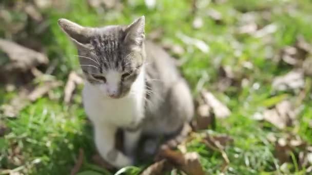 Sällskapsdjur Som Sitter Gräset Och Kisar Morgonsolen Lätt Bris Blåser — Stockvideo