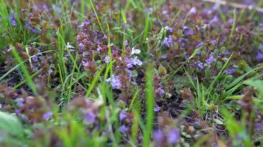 Baharda sarmaşık çiçekleri. Glechoma hederacea bazen sürünen Jenny, solungaçlı, sürünen Charlie, alehoof, tuntoof, kedi ayağı, tarla merhemi ve kaçak robin olarak da bilinir. 4k