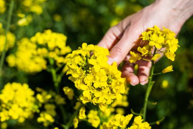 Bir çiftçi kolza tohumu tarlasının hasadını kontrol eder. Kırsal bölge. Biyoyakıt kavramı