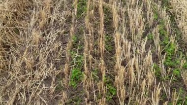 Taze kesilmiş tahıl ve saman yığınları. Gün batımında kendi altın buğday tarlam. Güzel doğa manzarası. Muhteşem manzara ve olgun buğday kulakları yerde yatıyor. HD 25FPS 'te video görüntüleri