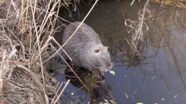 Nutria, açık deniz kenarındaki kütüğün üzerinde oturan bir elmayı çiğniyor. Su kuşu kemirgeni coypus - echimyidae. Miyocastor coypu göl kenarında yemek yiyor. Doğal ortamında vahşi bir hayvan. 4K 'deki doğa görüntüleri.
