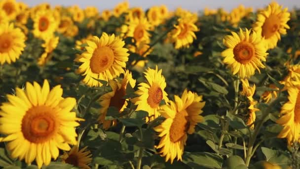 Vackert Fält Blommande Solrosor Mot Solnedgången Gyllene Ljus Plantering Solrosor — Stockvideo