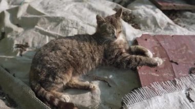 Evsiz, pis bir kedi çöplüğün ortasında yatıyor. Evsiz, reddedilmiş hayvanlar sorunu. Güneşten gözlerini kısmış hasta bir kedi ve dışarıda öksürüyor. Mutsuz hayvan videosu