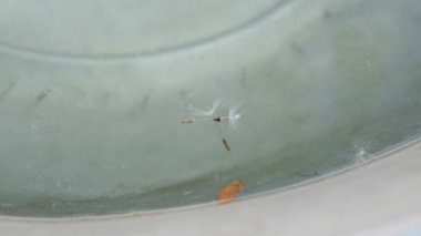 İki karahindiba tohumu kuyu su yüzeyinde birbirine yakın bir kovada sürükleniyor. Umut ve hayal konsepti ve dileme özgürlüğü. Karahindiba tohumu gölde yüzer. 4k 25FPS 'de doğa görüntüsü