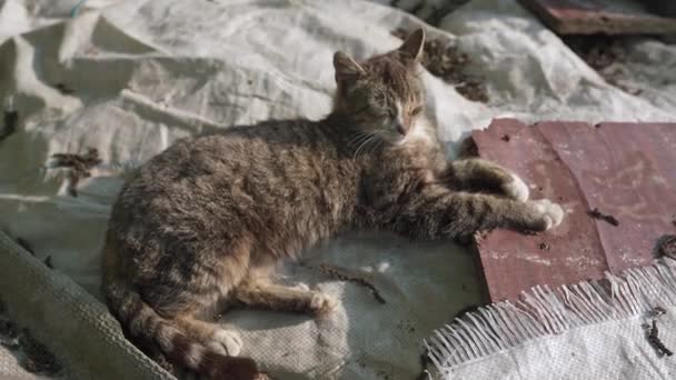 Eine Einsame Obdachlose Katze Liegt Inmitten Des Mülls Auf Der — Stockvideo