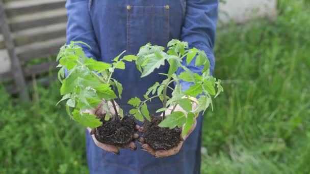 Farmerka Trzymająca Dłoniach Dwie Młode Sadzonki Pomidorów Świeżym Powietrzu Koncepcja — Wideo stockowe