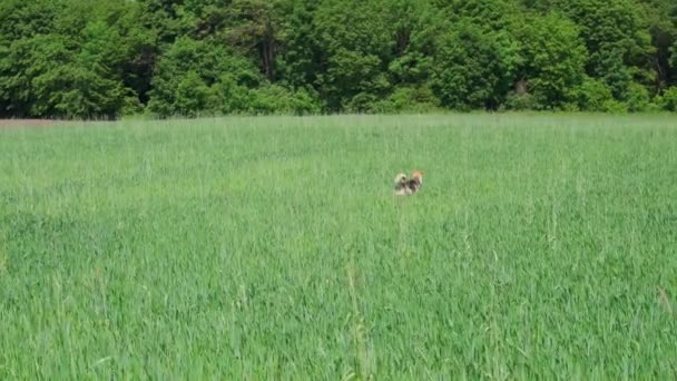 양치기개는 봄날에 밀밭을 뛰어다니면서 내밀고 걷는다 풀밭에 강아지가 동물은 아그로 — 비디오