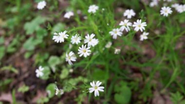 Papatya tarlasında rüzgarda sallanan beyaz papatyalar. Rüzgarlı havada sallanan beyaz papatya çiçekleri. Doğa, bahar çiçekleri ve biyoloji video konsepti. Hayvanat bahçesi, çevre, ekosistem